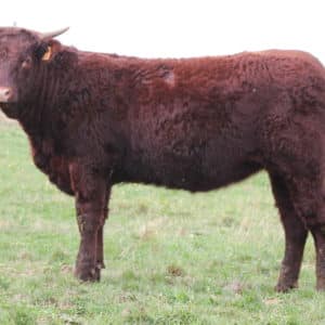 ULLA Gaec Duffayet(15)