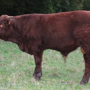 URBAIN Gaec Elevage Chassang(15)