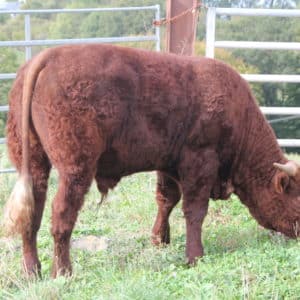 ULYSSE Gaec Phialip(15)