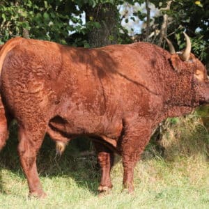 PORTOS FR1539056723 - lot 403