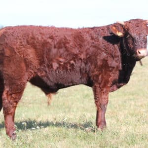 VELOURS FR1944682568 - Lot 404