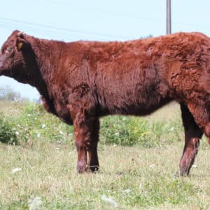 UGUETTE FR1946081803 - Lot 406