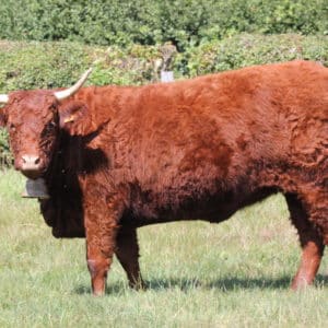 TOUTOUNE FR1542035291 - Lot 407