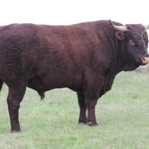 SERMENT FR1541045451 - Lot 408