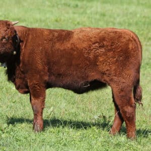 VERSAILLES FR1544178200 - Lot 409