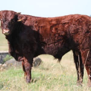 VICTOR FR1544115631 - Lot 410