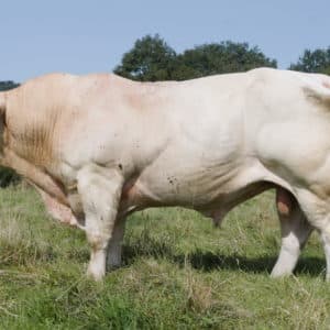 ROCKFELLER - Lot 411