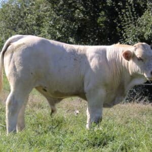 VICE VERSA - Lot 428