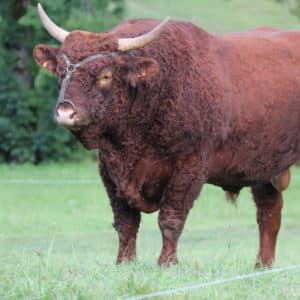 SOULOU FR1541117862 - lot 402